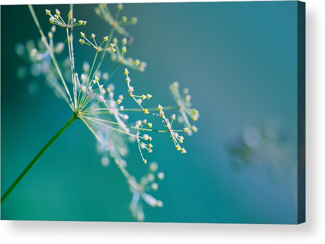Dill Acrylic Print featuring the photograph Fragile Dill Umbels by Nailia Schwarz