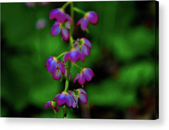 Nature Acrylic Print featuring the photograph Fragile Flower by Joe Burns