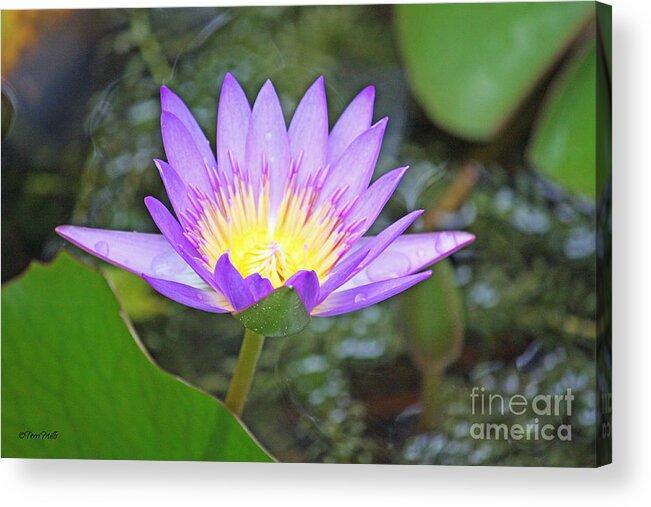 Flower Acrylic Print featuring the photograph Fragrant Water Lily by Terri Mills