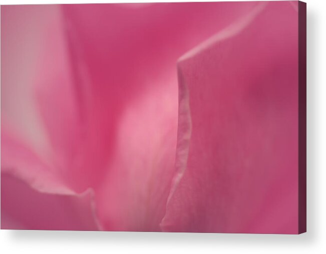  Acrylic Print featuring the photograph Frail Pink Rose by The Art Of Marilyn Ridoutt-Greene