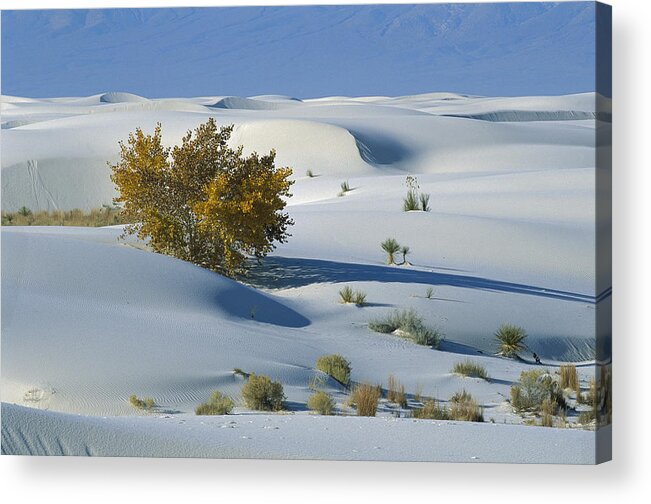 00198316 Acrylic Print featuring the photograph Fremont Cottonwood at White Sands by Konrad Wothe