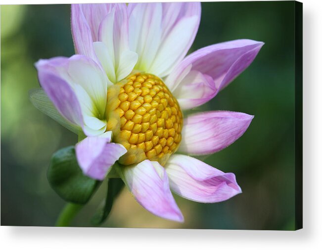 Connie Handscomb Acrylic Print featuring the photograph Fresh As A Dahlia by Connie Handscomb