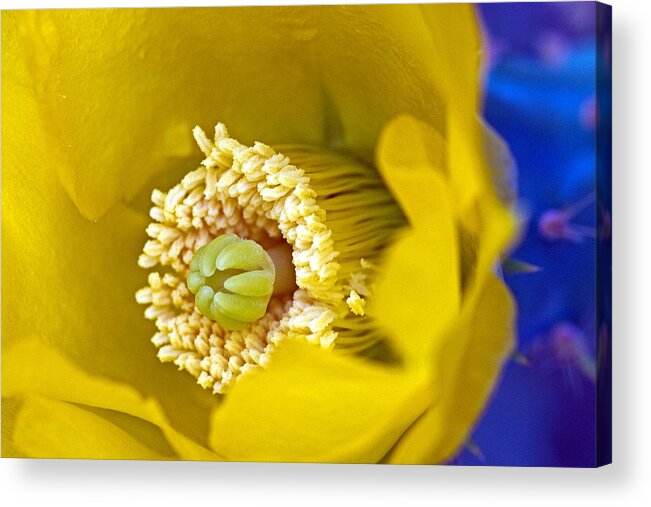 Prickly Acrylic Print featuring the photograph Fresh Start by Farol Tomson