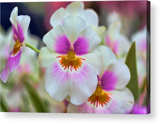 Spring Acrylic Print featuring the photograph Friday Flowers by Nadia Sanowar