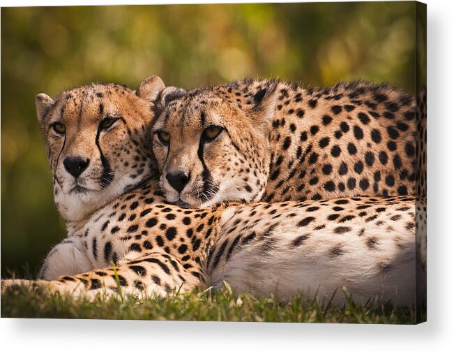 Cheetah Acrylic Print featuring the photograph Friends Forever by Chad Davis