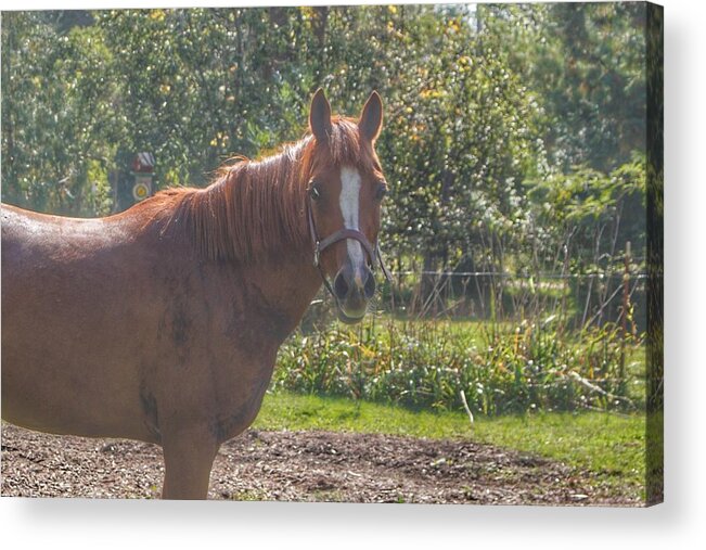 Horses Acrylic Print featuring the photograph 1010 - Froede Roads' Chestnut Brown by Sheryl L Sutter