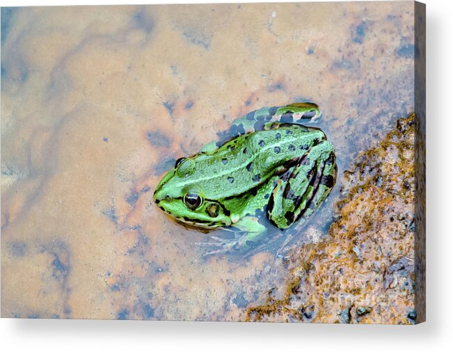 Active Acrylic Print featuring the photograph Frog in a pond by Amanda Mohler