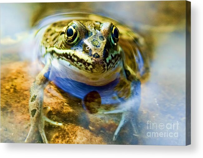 Frog Acrylic Print featuring the photograph Frog In Pond by Gary Beeler