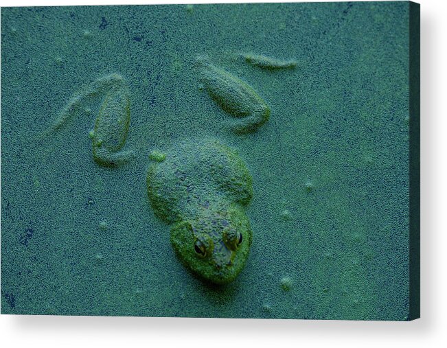 Frog Acrylic Print featuring the photograph Frog by Jerry Cahill