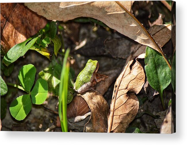 Frog Acrylic Print featuring the photograph Froggy by Joseph Caban