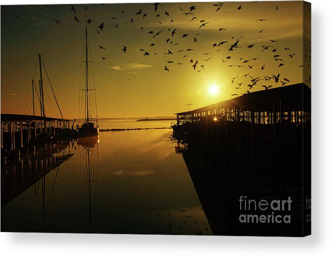 Sunrise Acrylic Print featuring the photograph From Shadows by Diana Mary Sharpton