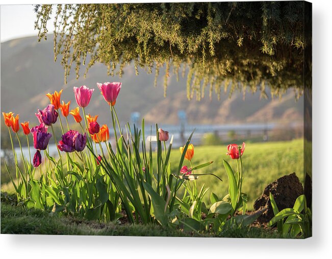 Pretty Acrylic Print featuring the photograph From the Driveway by Brad Stinson