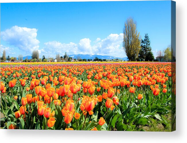 Tulip Fields Acrylic Print featuring the photograph Front Row in Orange by E Faithe Lester