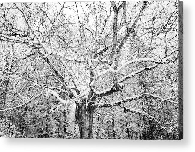  Acrylic Print featuring the photograph Frosted by Kendall McKernon