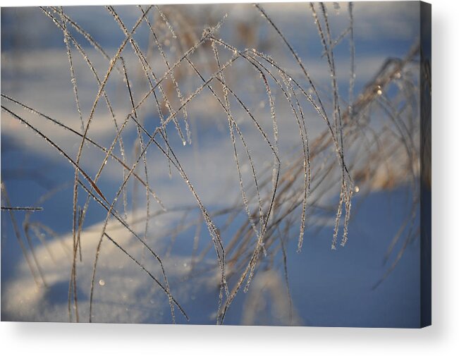 December Acrylic Print featuring the photograph Frosted Lines by Randi Grace Nilsberg
