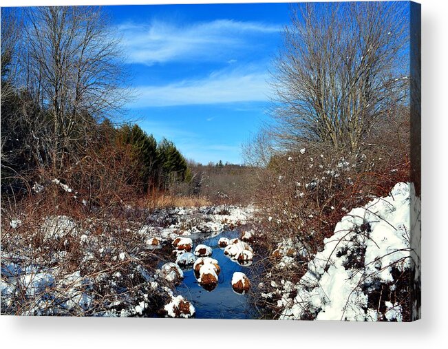Snow Acrylic Print featuring the photograph Frosted River Grass by Dani McEvoy