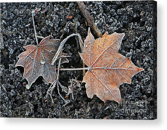 Landscape Acrylic Print featuring the photograph Frosted Tips by Marcel Stevahn