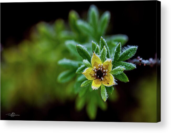 Frostnipped Shrubby Cinquefoil Acrylic Print featuring the photograph Frostnipped Shrubby Cinquefoil by Torbjorn Swenelius