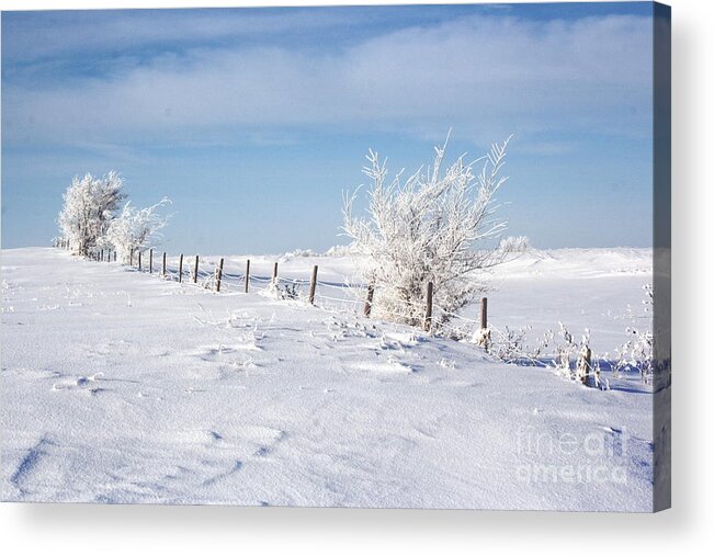 Snow Acrylic Print featuring the photograph Frosty Day by Julie Lueders 