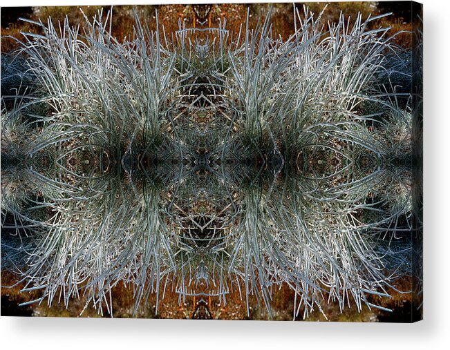 Ice Acrylic Print featuring the photograph Frozen grass abstract by Gary Cloud