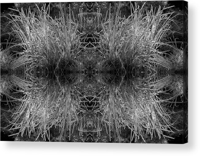 Ice Acrylic Print featuring the photograph Frozen grass abstract in BW by Gary Cloud