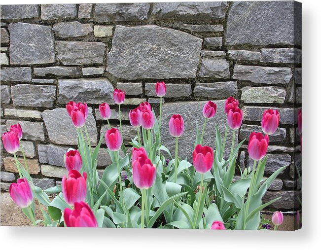 Tulips Acrylic Print featuring the photograph Fuchsia Color Tulips by Allen Nice-Webb