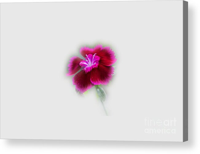 Flower Acrylic Print featuring the photograph Fuchsia Pink Dianthus Tee-shirt by Donna Brown