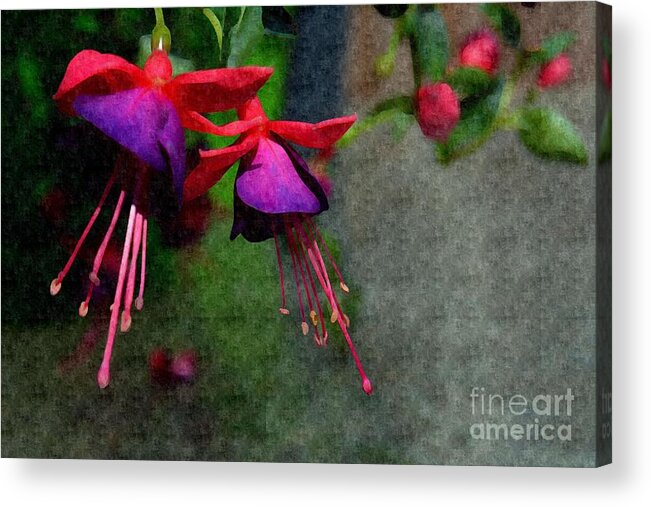 Adrian-deleon Acrylic Print featuring the photograph Fuchsia's beating as one together -Silk Edit by Adrian De Leon Art and Photography