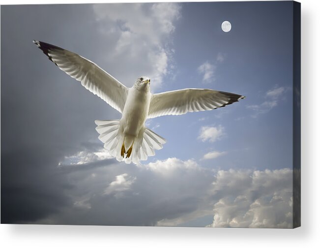 Seagull Acrylic Print featuring the photograph Full Moon by Steven Michael