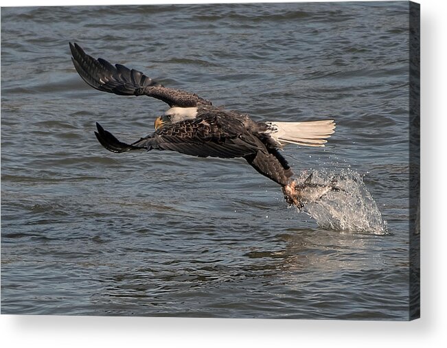 Eagle Acrylic Print featuring the photograph Full Pull by Wade Aiken