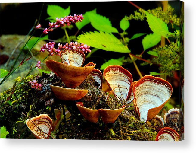 Flowers And Fungus Acrylic Print featuring the photograph Fungus Along The Stream by Mike Eingle