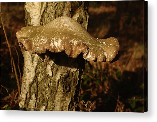 Fungi Acrylic Print featuring the photograph Fungus On Silver Birch by Adrian Wale
