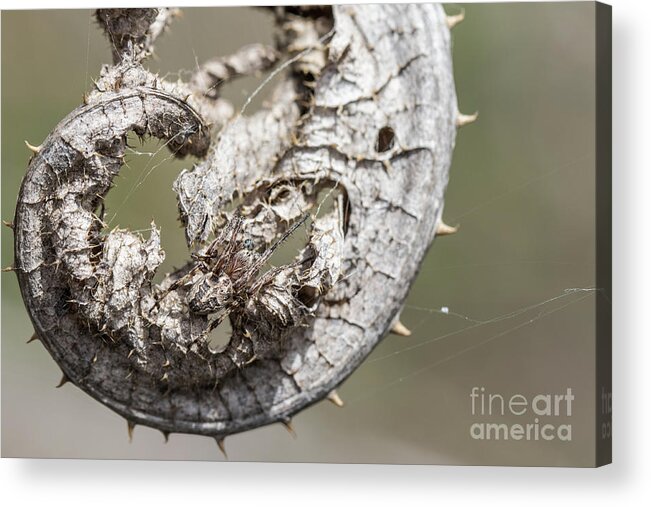 Animal Acrylic Print featuring the photograph Furrow Orb Weaver on a dry thisle leaf by Jivko Nakev