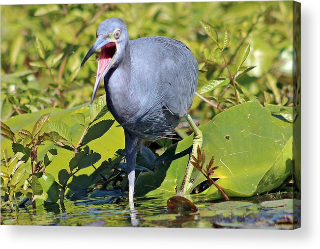 Bird Acrylic Print featuring the photograph Fussy Little Blue Heron by DB Hayes