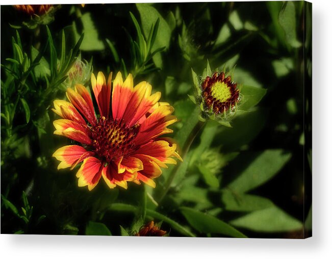 Flowers Acrylic Print featuring the photograph Gaillardia by Garry McMichael