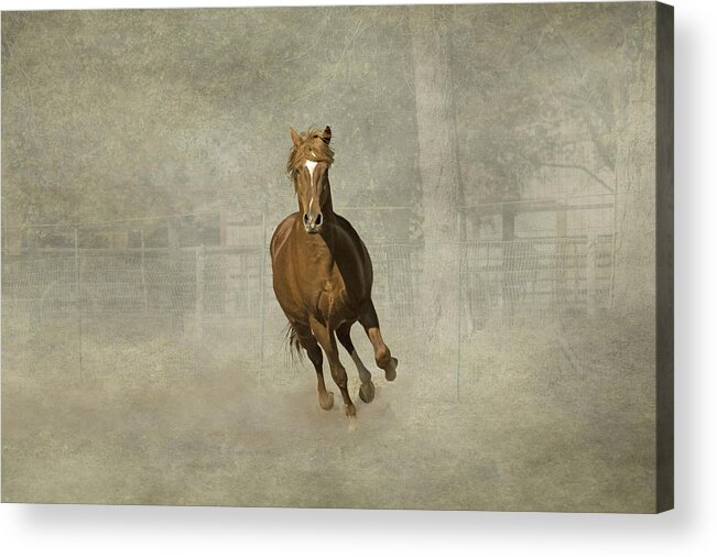 Horses Acrylic Print featuring the photograph Galloping Stallion by Peggy Blackwell