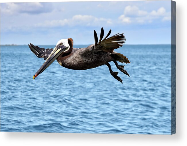 Galveston Brown Pelicans Acrylic Print featuring the photograph Galveston Brown Pelicans by Steven Michael
