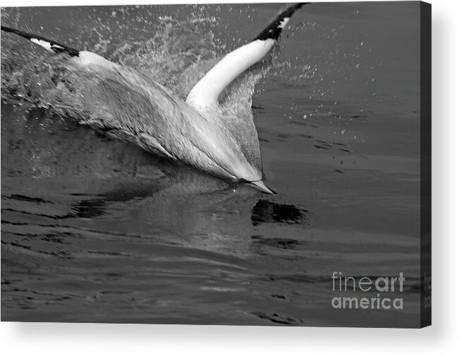 Animal Acrylic Print featuring the photograph Gannet northern morus bassan setting on the ocean surface by Sami Sarkis