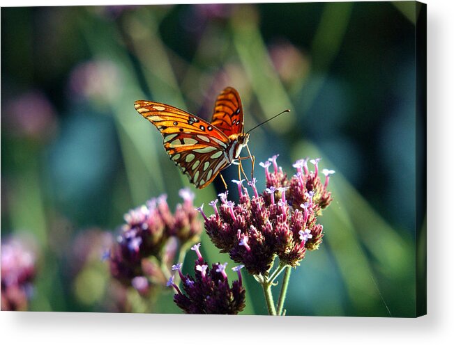 Butterfly Acrylic Print featuring the photograph Garden Butterfly by Val Jolley