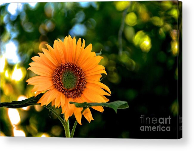 Helianthus Annuus Acrylic Print featuring the photograph Garden Dancer by Angela J Wright