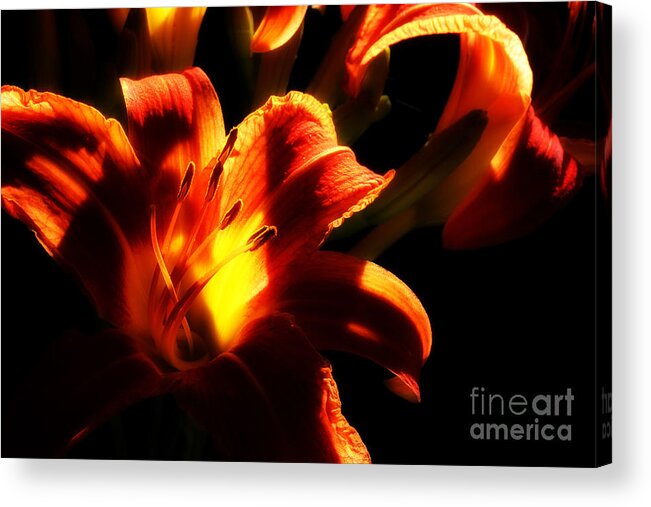 Day Lilies Acrylic Print featuring the photograph Garden Flames by Michael Eingle