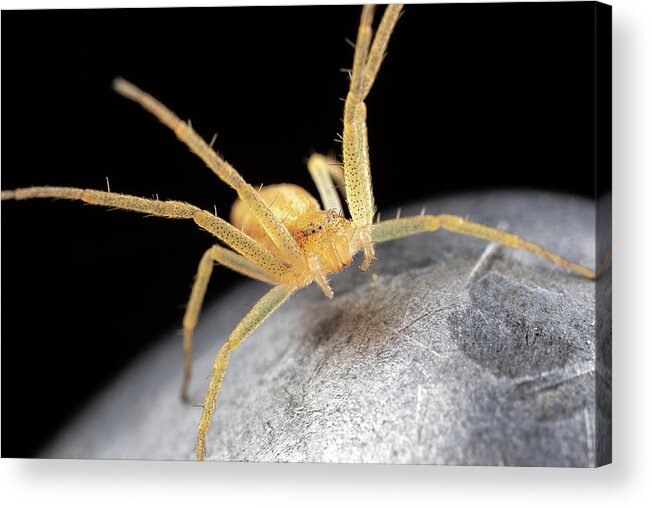 Macro Spider Garden Guard Fence Post Extreme Closeup Close Up Close-up Ma Mass Massachusetts Insect Brian Hale Brianhalephoto Eyes U.s.a. Usa Newengland New England Acrylic Print featuring the photograph Garden Guard by Brian Hale
