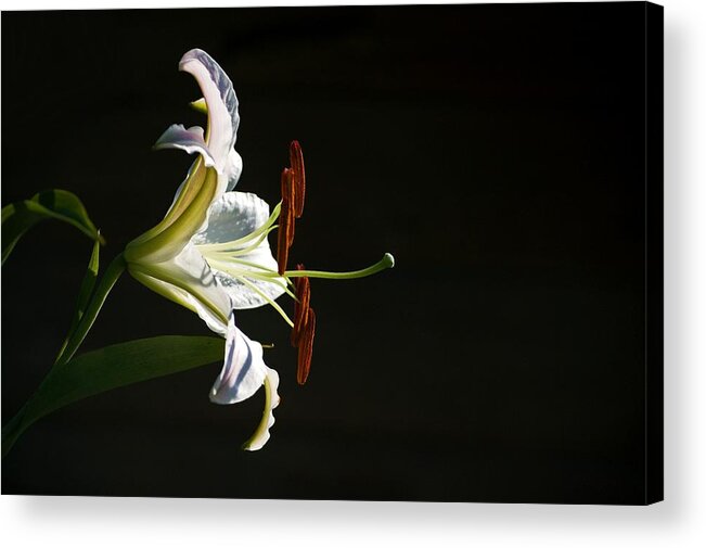 Lily Acrylic Print featuring the photograph Garden Lily by Elsa Santoro