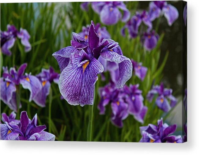 Iris Acrylic Print featuring the photograph Garden Party by Michiale Schneider
