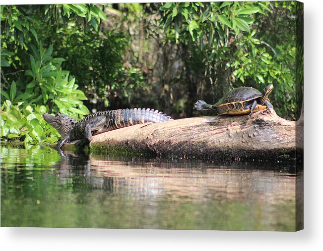 Gator Acrylic Print featuring the photograph Gator and Turtle Loving the Sun by DB Hayes