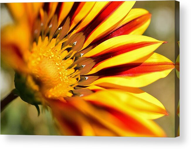 Linda Brody Acrylic Print featuring the photograph Gazania On Fire 1 by Linda Brody