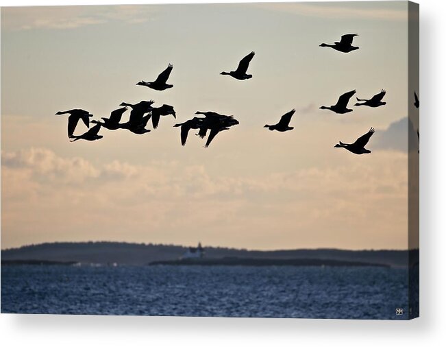 Canada Geese Acrylic Print featuring the photograph Geese and Cuckholds by John Meader