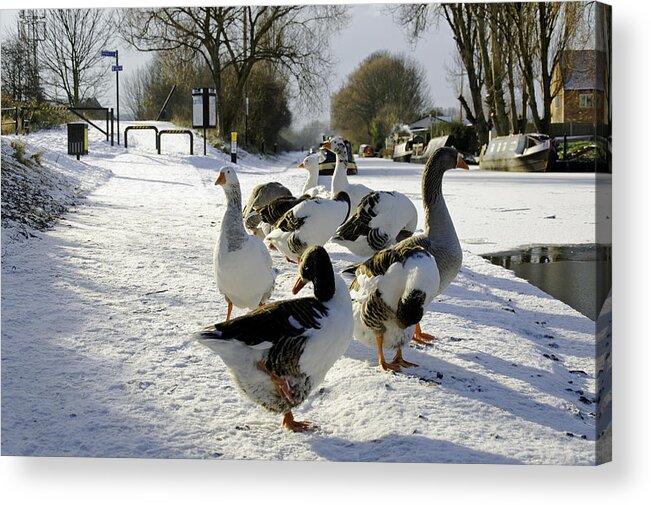 Europe Acrylic Print featuring the photograph Geese at the Frozen Horninglow Basin by Rod Johnson