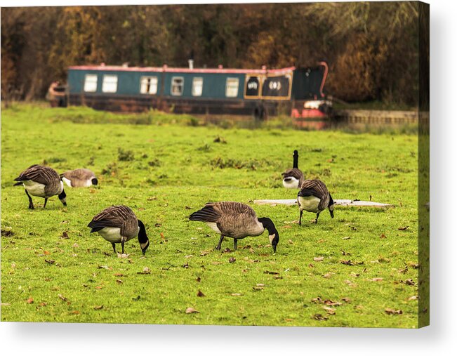 Uk Acrylic Print featuring the photograph Geese at the Grand Union Canal by ReDi Fotografie