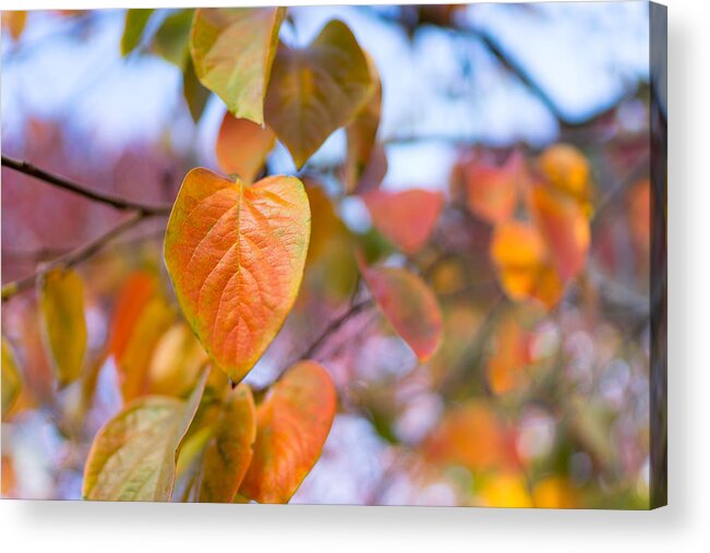 Leaves Acrylic Print featuring the photograph Gentle Breeze by Derek Dean